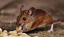 24 Hour & Emergency Exterminators in Drayton, ND